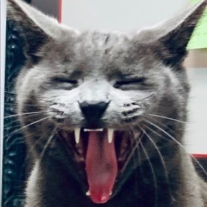 Meet your Posher, Tarrell